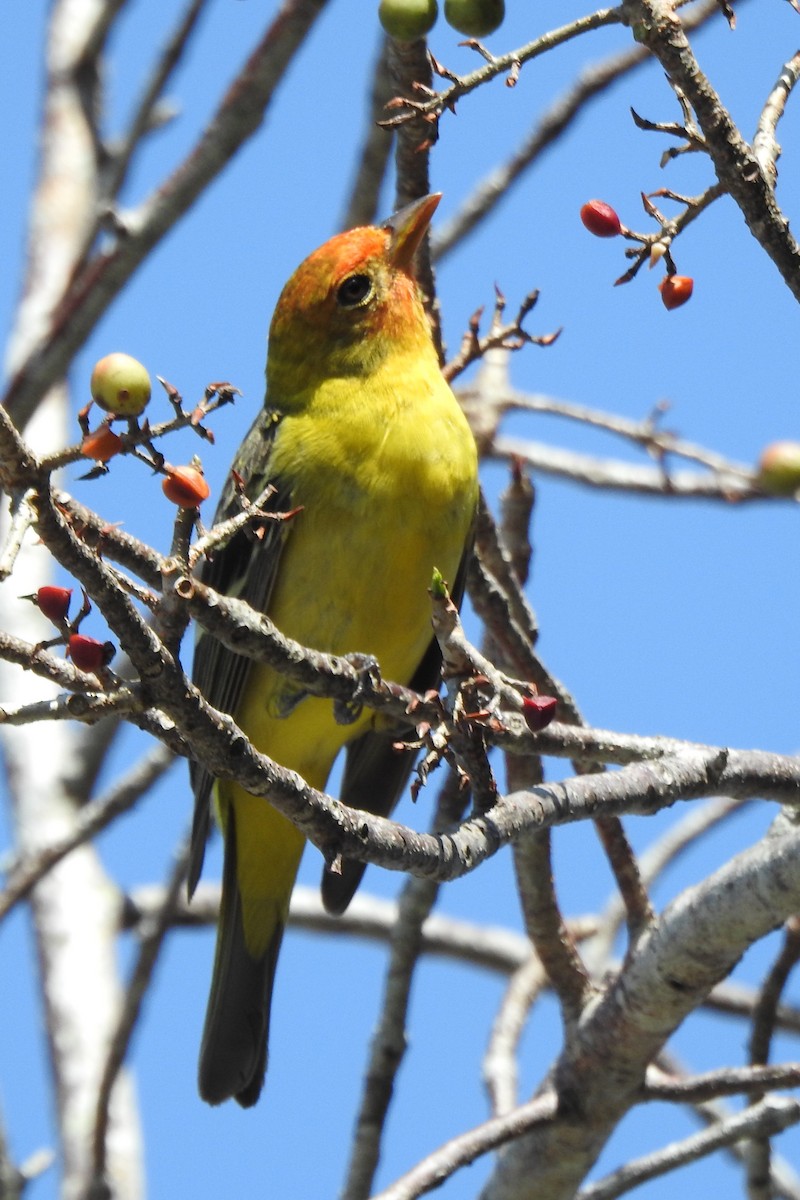 Western Tanager - ML640544177
