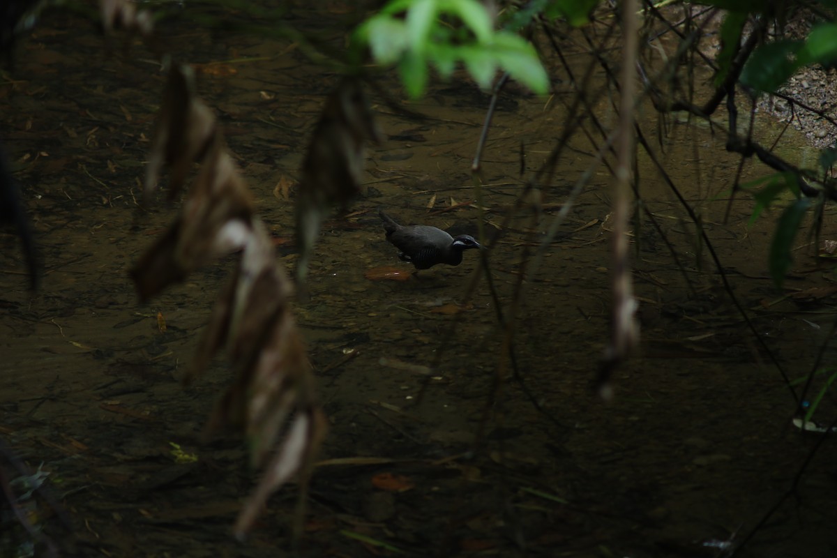 Barred Rail - ML640544191