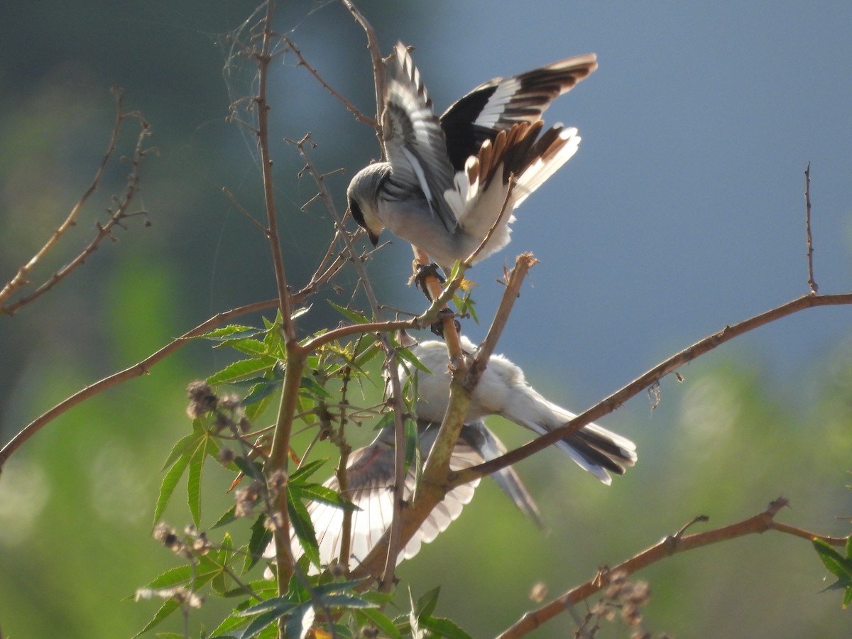 Lesser Gray Shrike - ML640544201