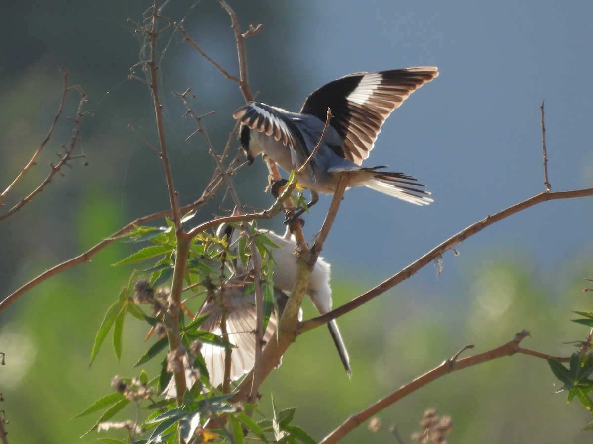 Lesser Gray Shrike - ML640544202