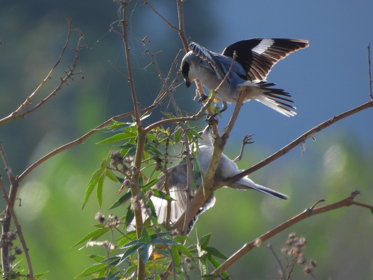 Lesser Gray Shrike - ML640544203