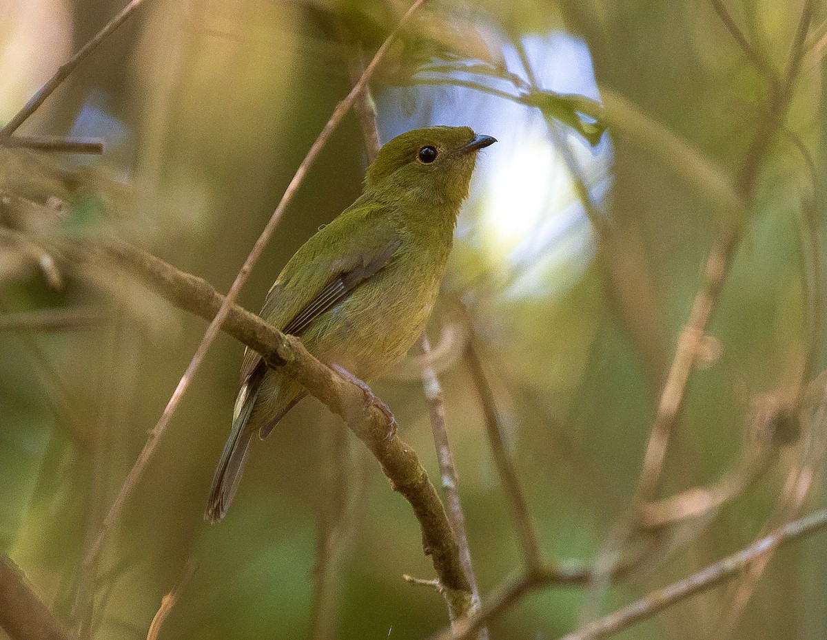Helmeted Manakin - ML640544272