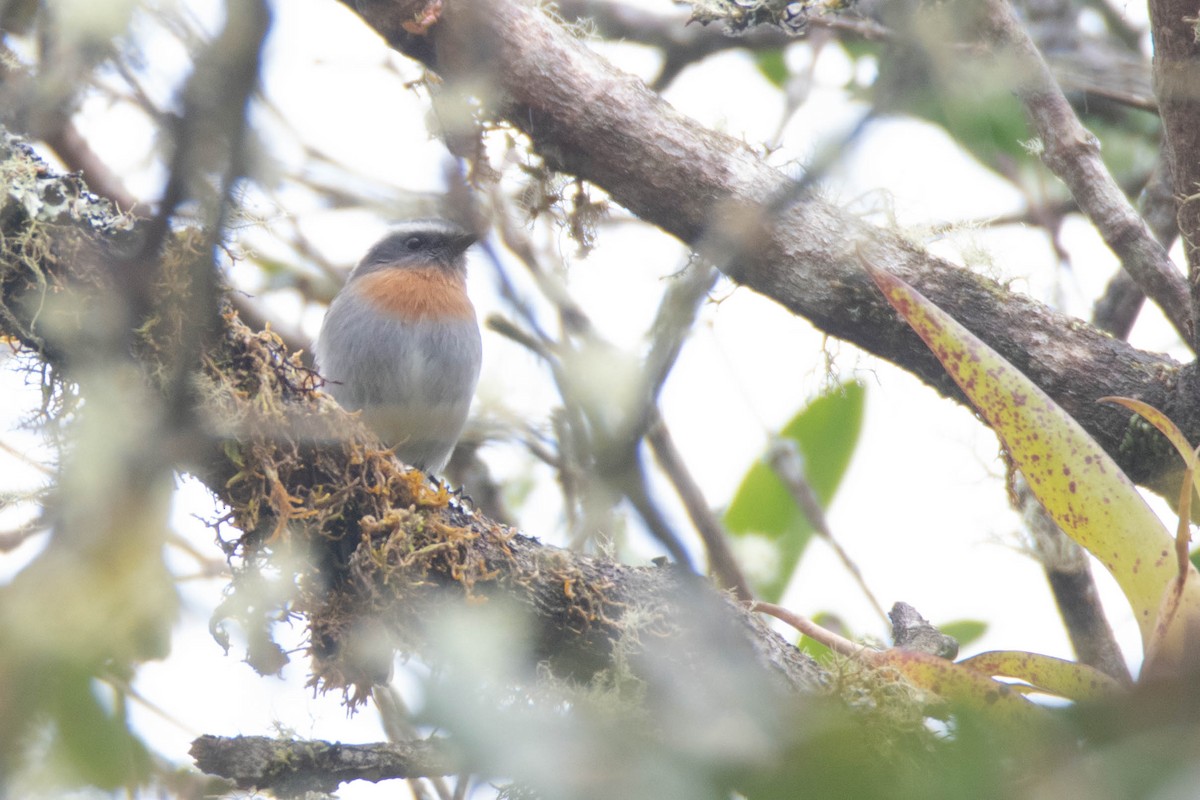 Rufous-breasted Chat-Tyrant - ML640544286