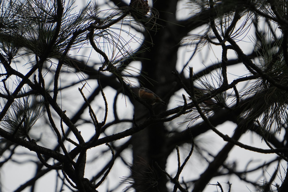 Red-breasted Nuthatch - ML640544332