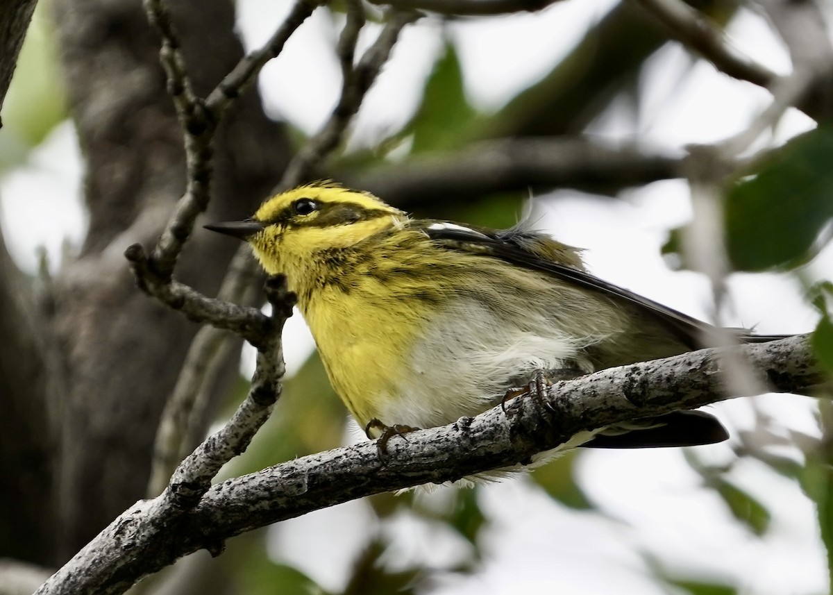 Townsend's Warbler - ML640544463