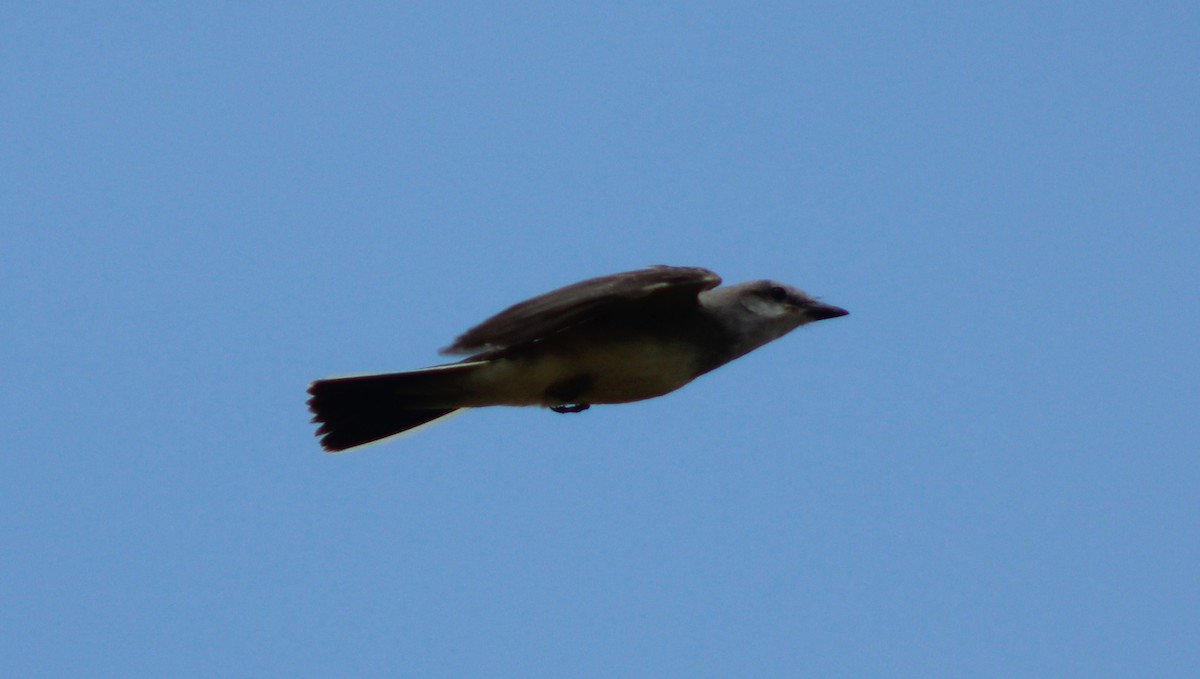 Western Kingbird - ML640544549