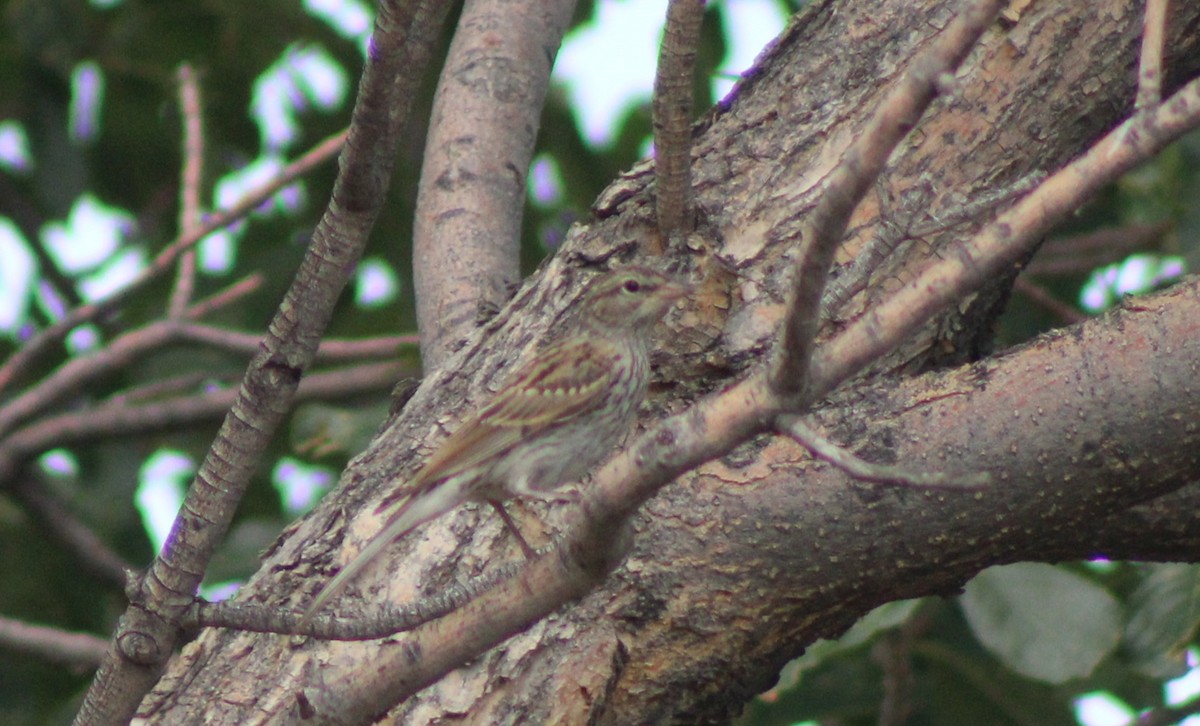 Chipping Sparrow - ML640544567