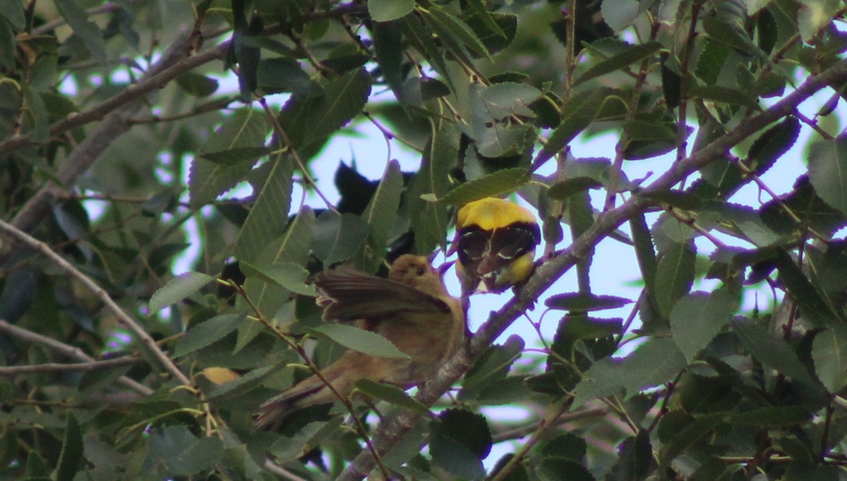 American Goldfinch - ML640544571