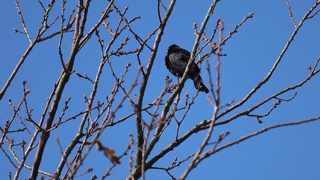 ナキコウウチョウ - ML640544572