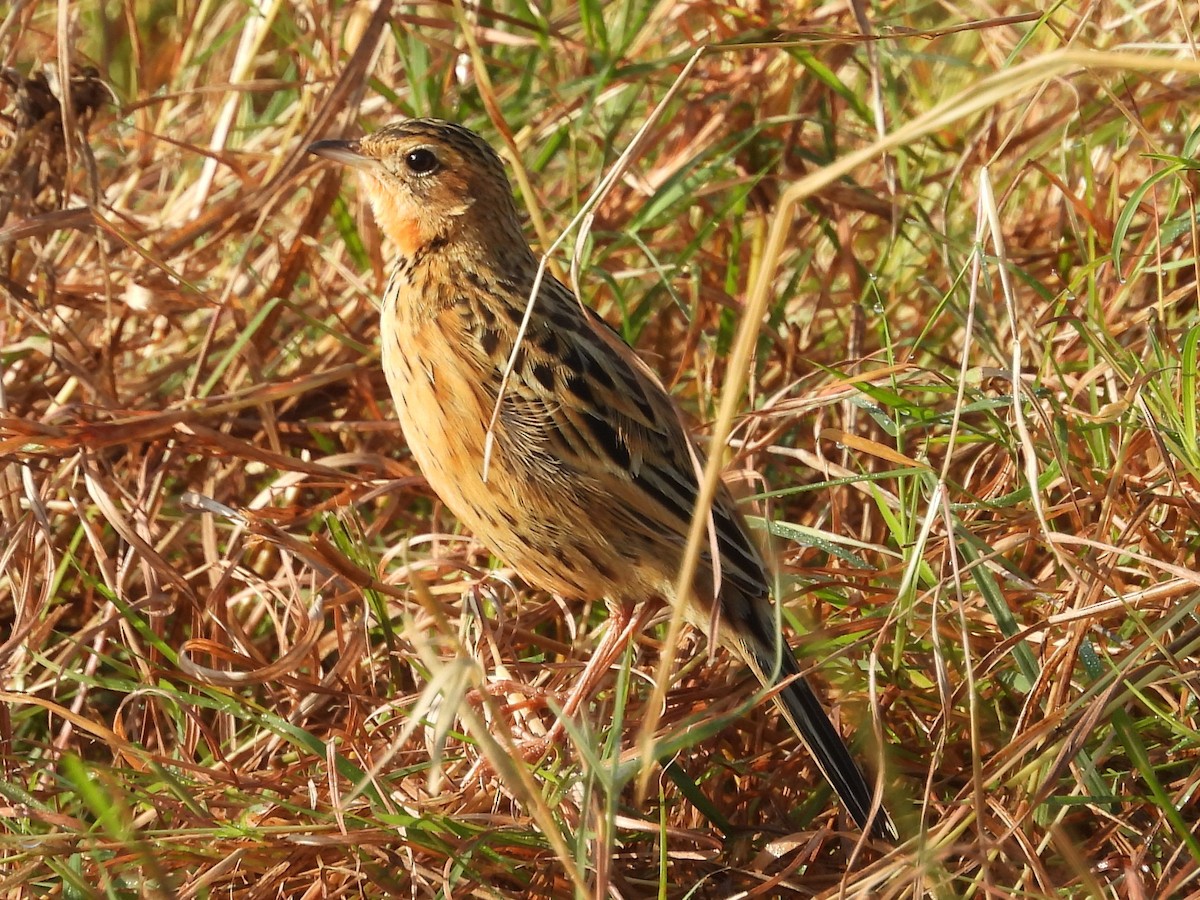 Rosy-throated Longclaw - ML640544573