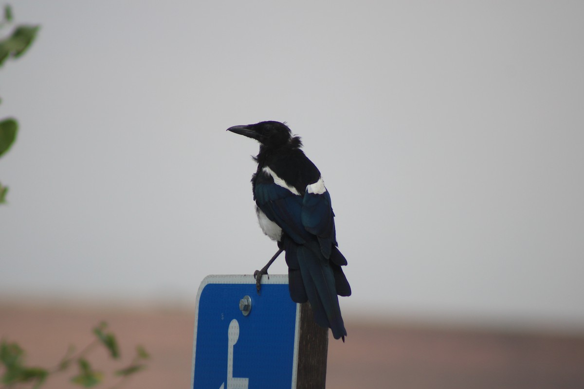 Black-billed Magpie - ML640544576