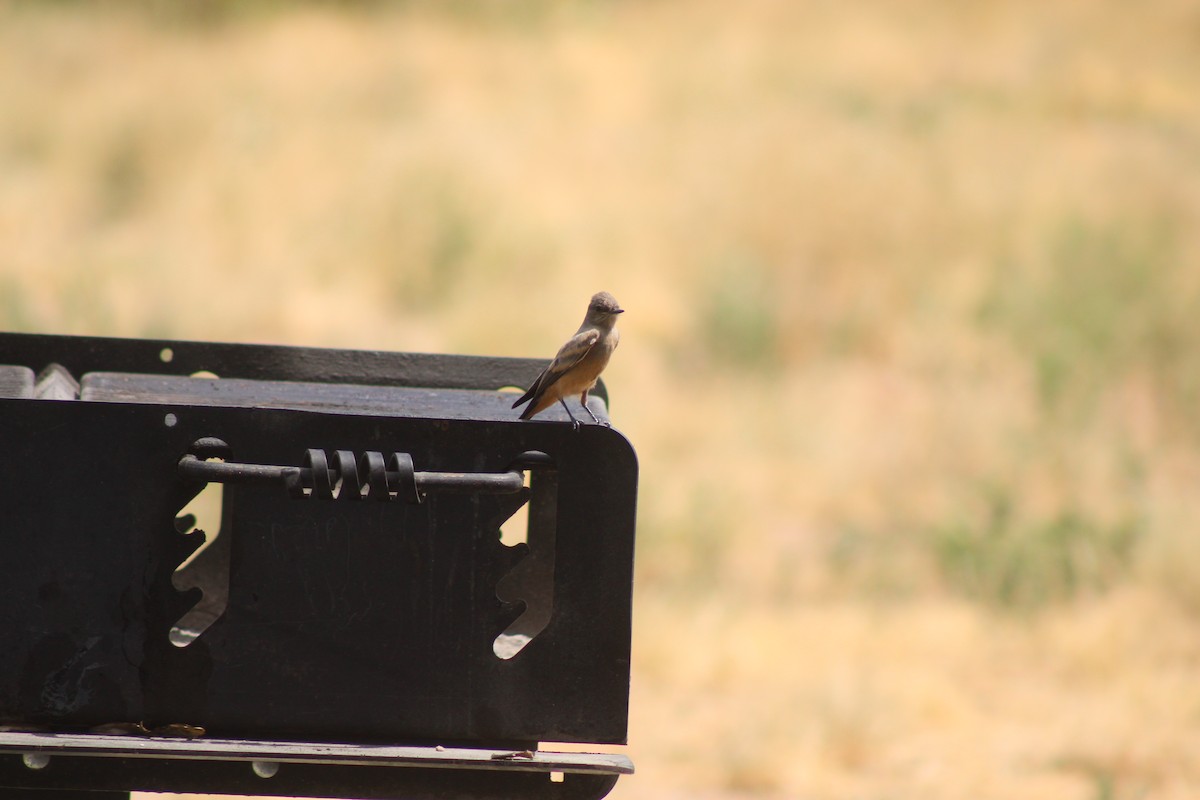 Say's Phoebe - ML640544600