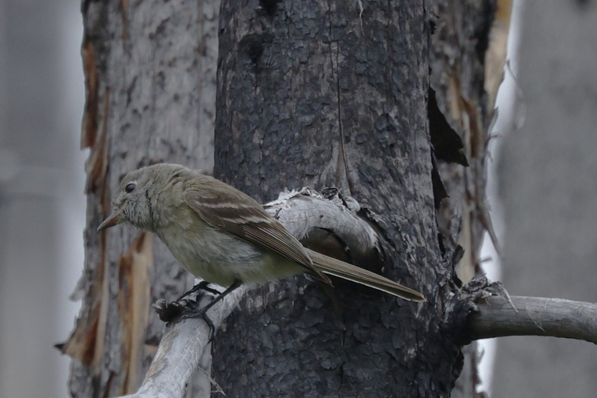 Dusky Flycatcher - ML640544612
