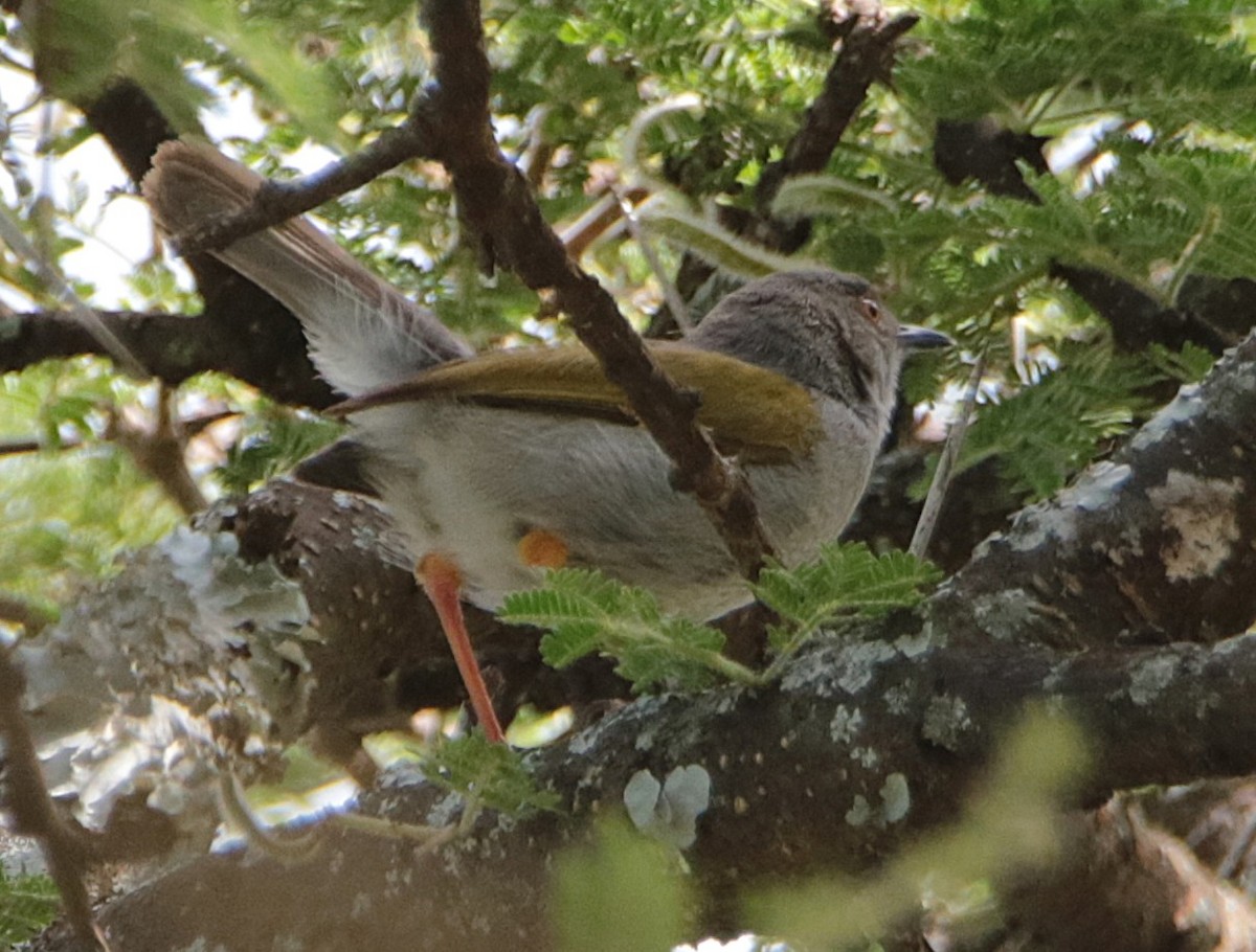 Green-backed Camaroptera - ML640544634