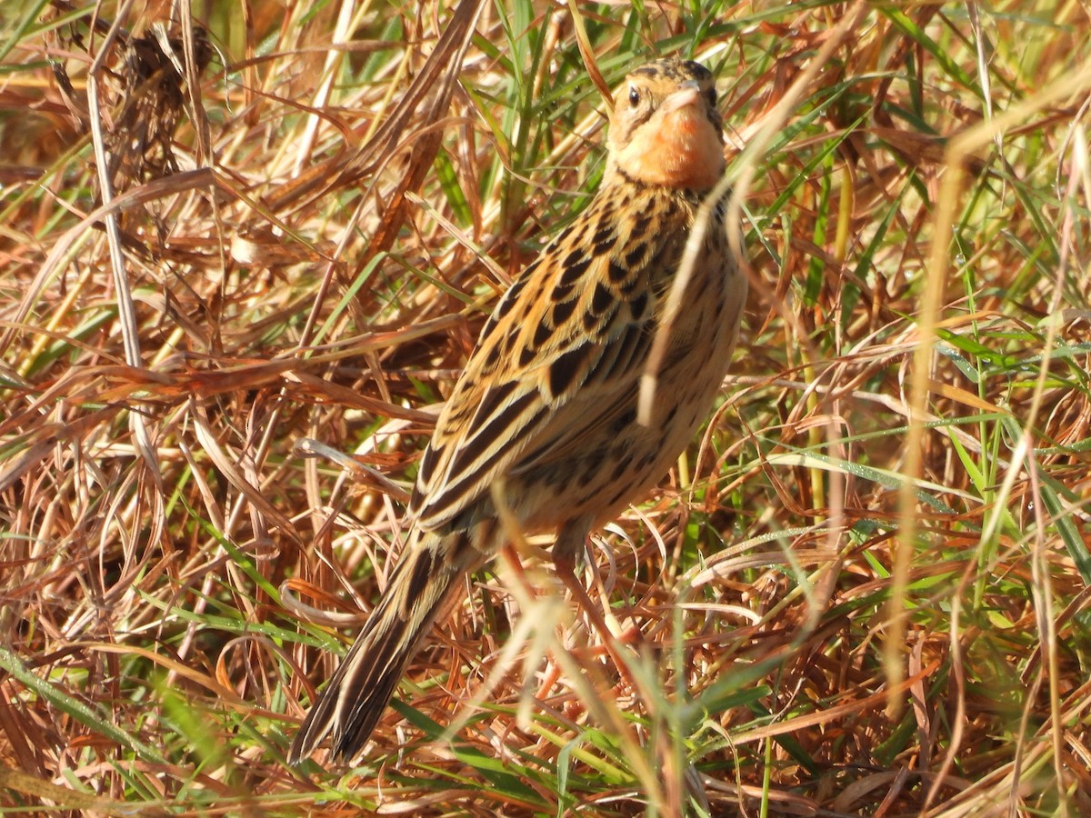 Rosy-throated Longclaw - ML640544679