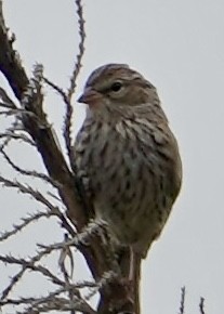 Chipping Sparrow - ML640544783