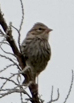 Chipping Sparrow - ML640544784