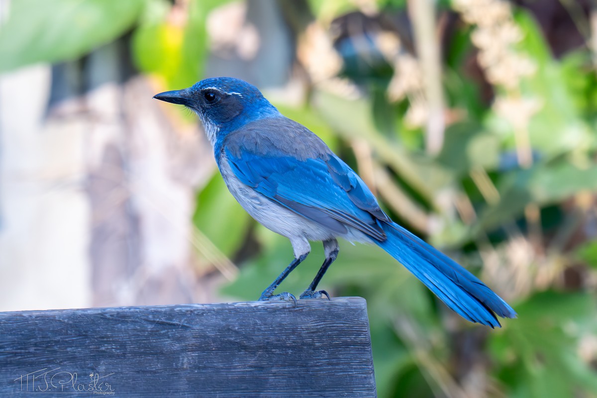 California Scrub-Jay - ML640544800