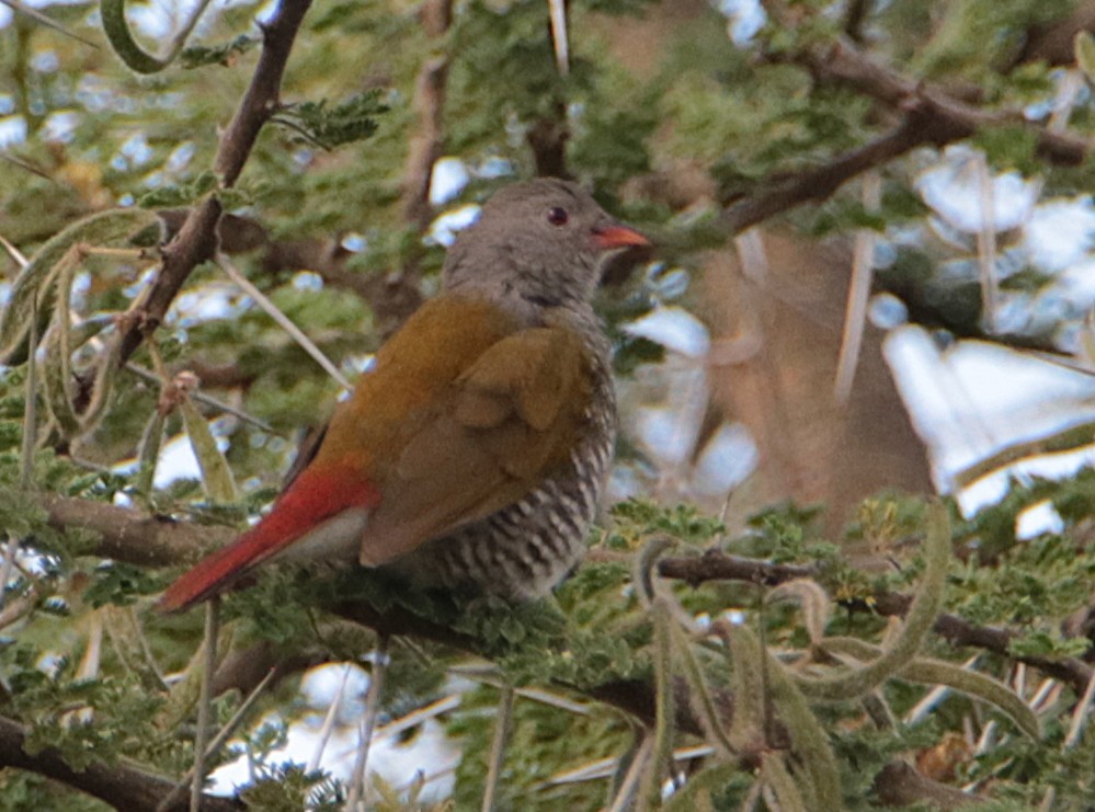 Green-winged Pytilia - ML640544819