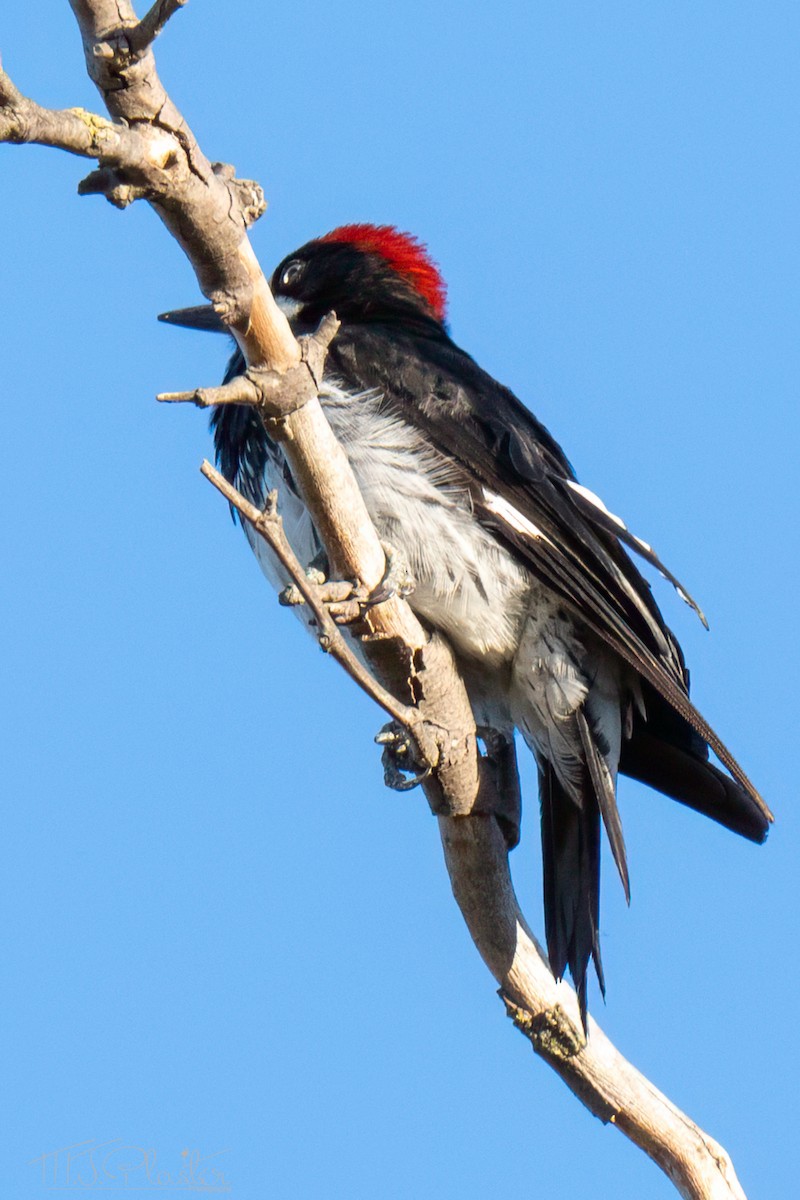 Acorn Woodpecker (Acorn) - ML640544890