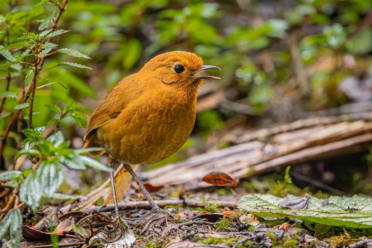 Equatorial Antpitta - ML640544938
