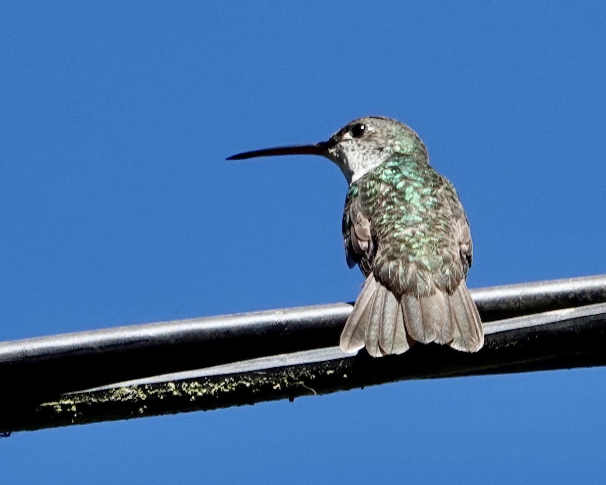 Green-and-white Hummingbird - ML640544949