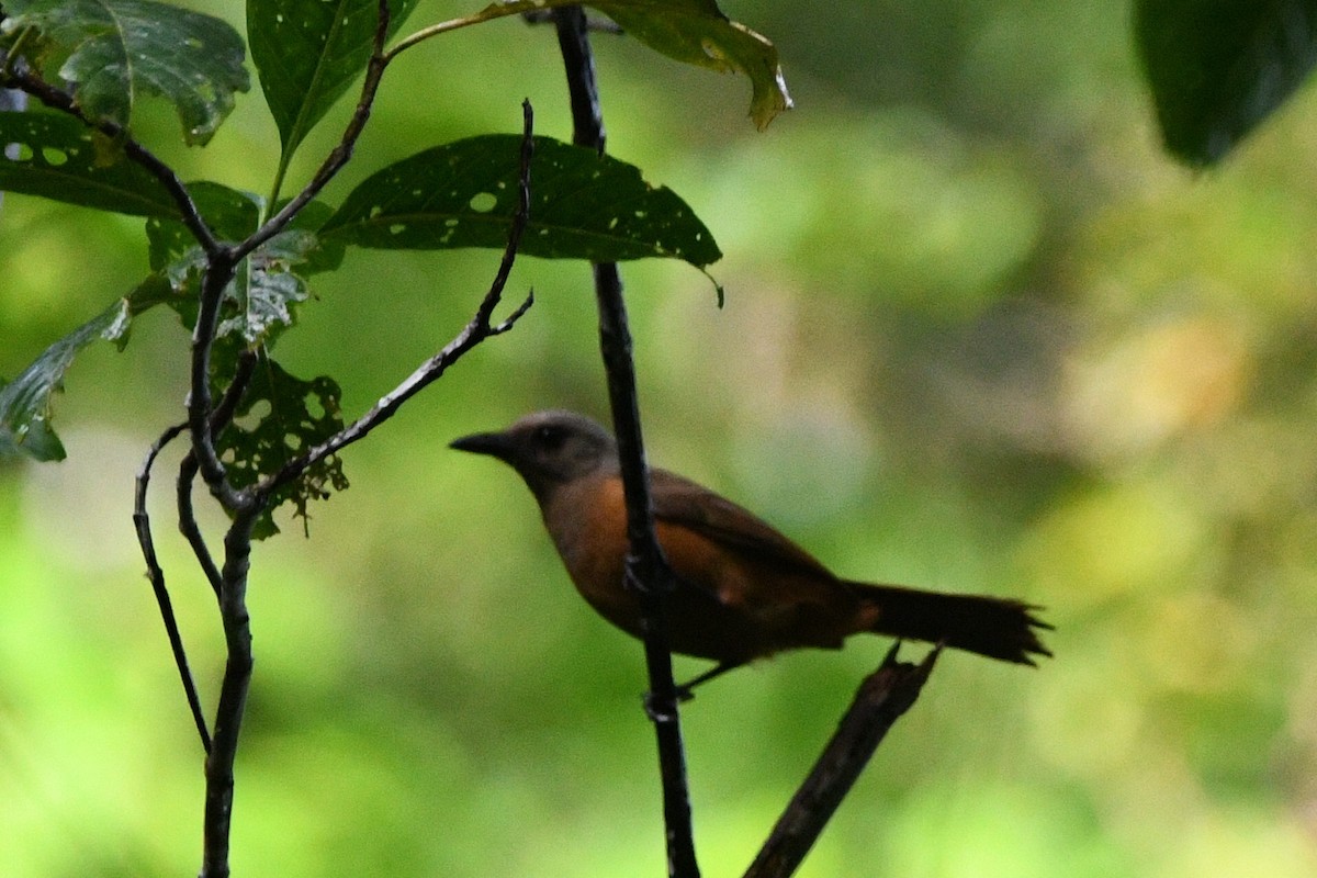 Raja Ampat Pitohui - ML640544965