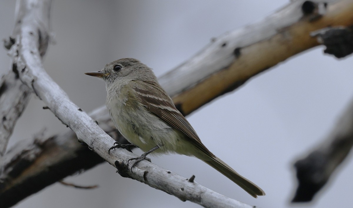 Dusky Flycatcher - ML640545073