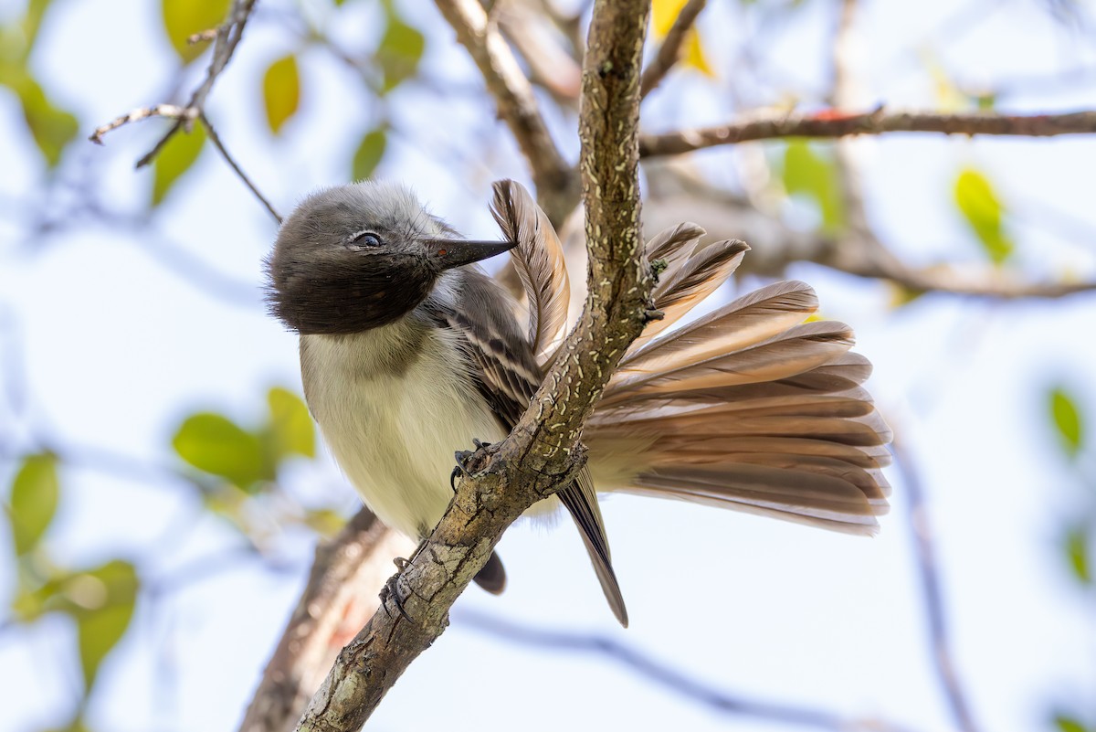 La Sagra's Flycatcher - ML640545144