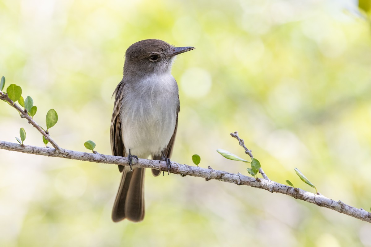 La Sagra's Flycatcher - ML640545145