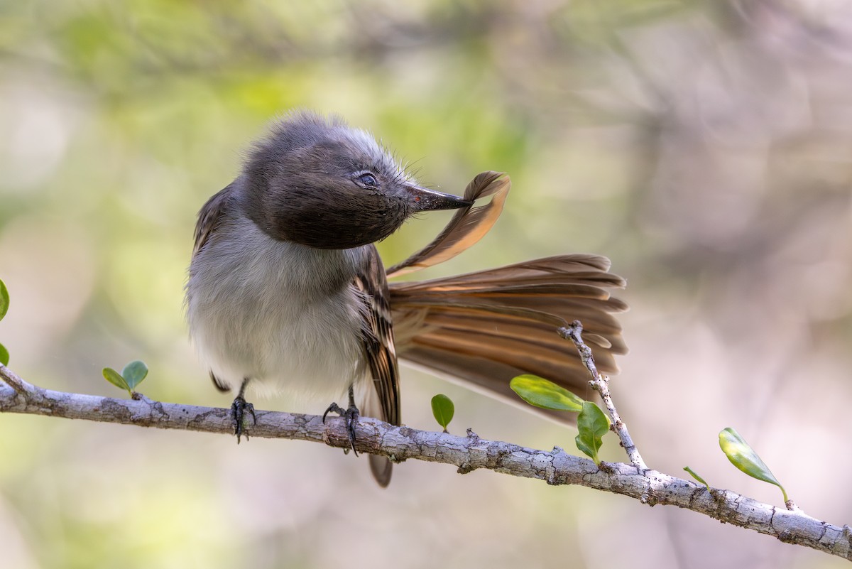 La Sagra's Flycatcher - ML640545148