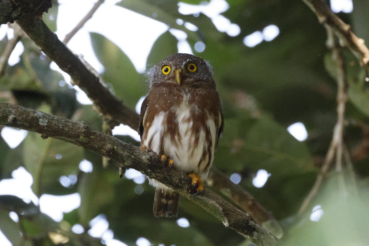 Amazonian Pygmy-Owl - ML640545232