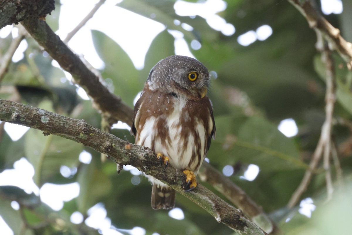 Amazonian Pygmy-Owl - ML640545233