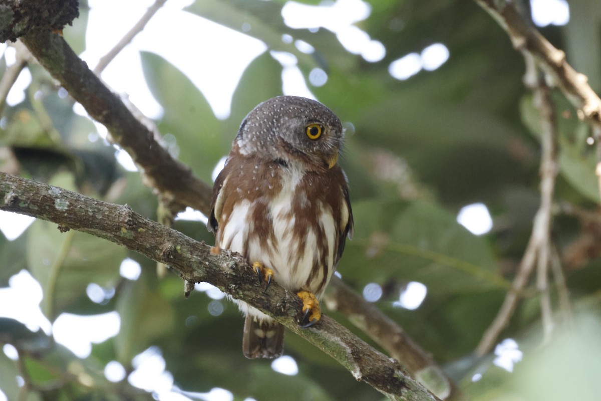 Amazonian Pygmy-Owl - ML640545236
