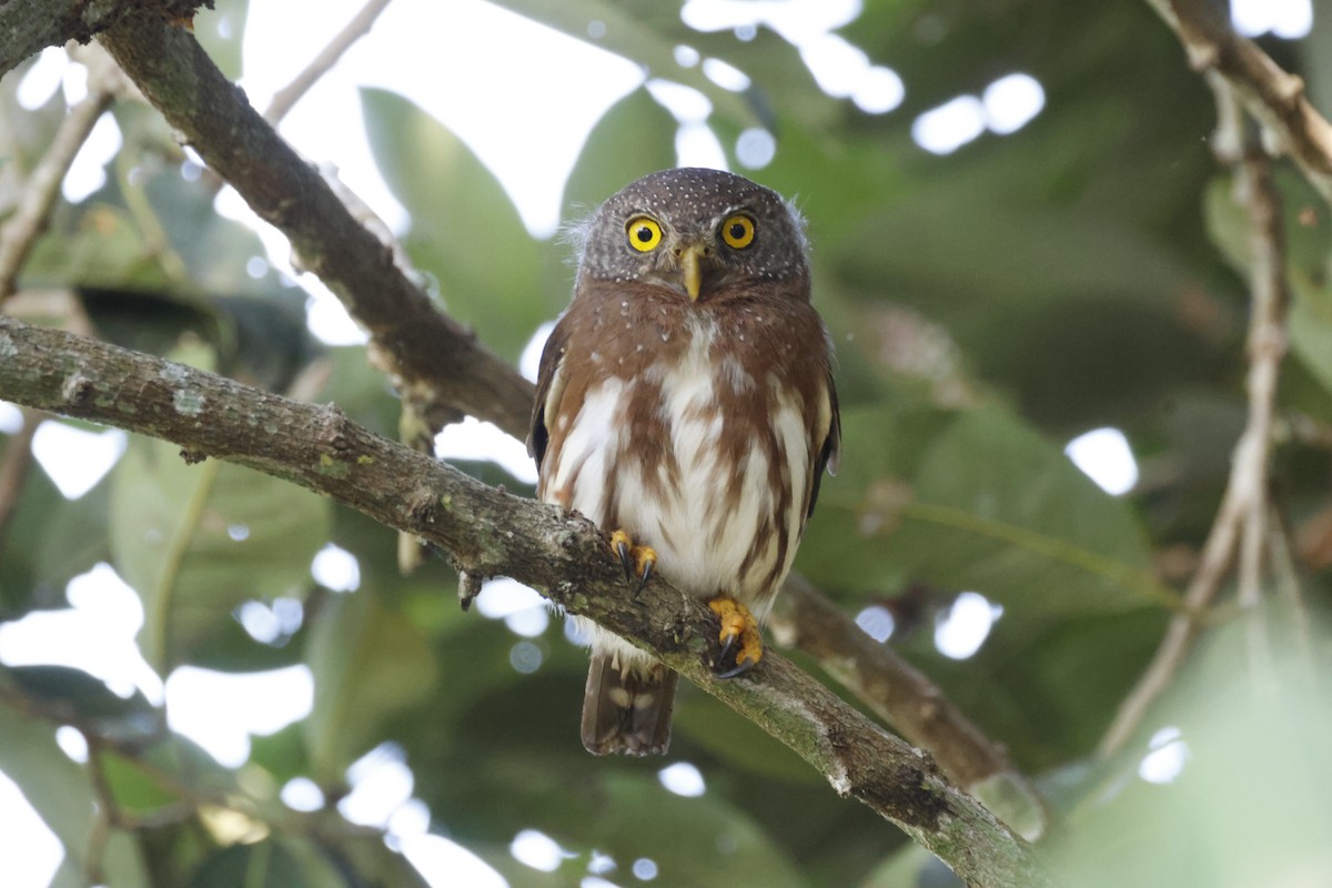 Amazonian Pygmy-Owl - ML640545242