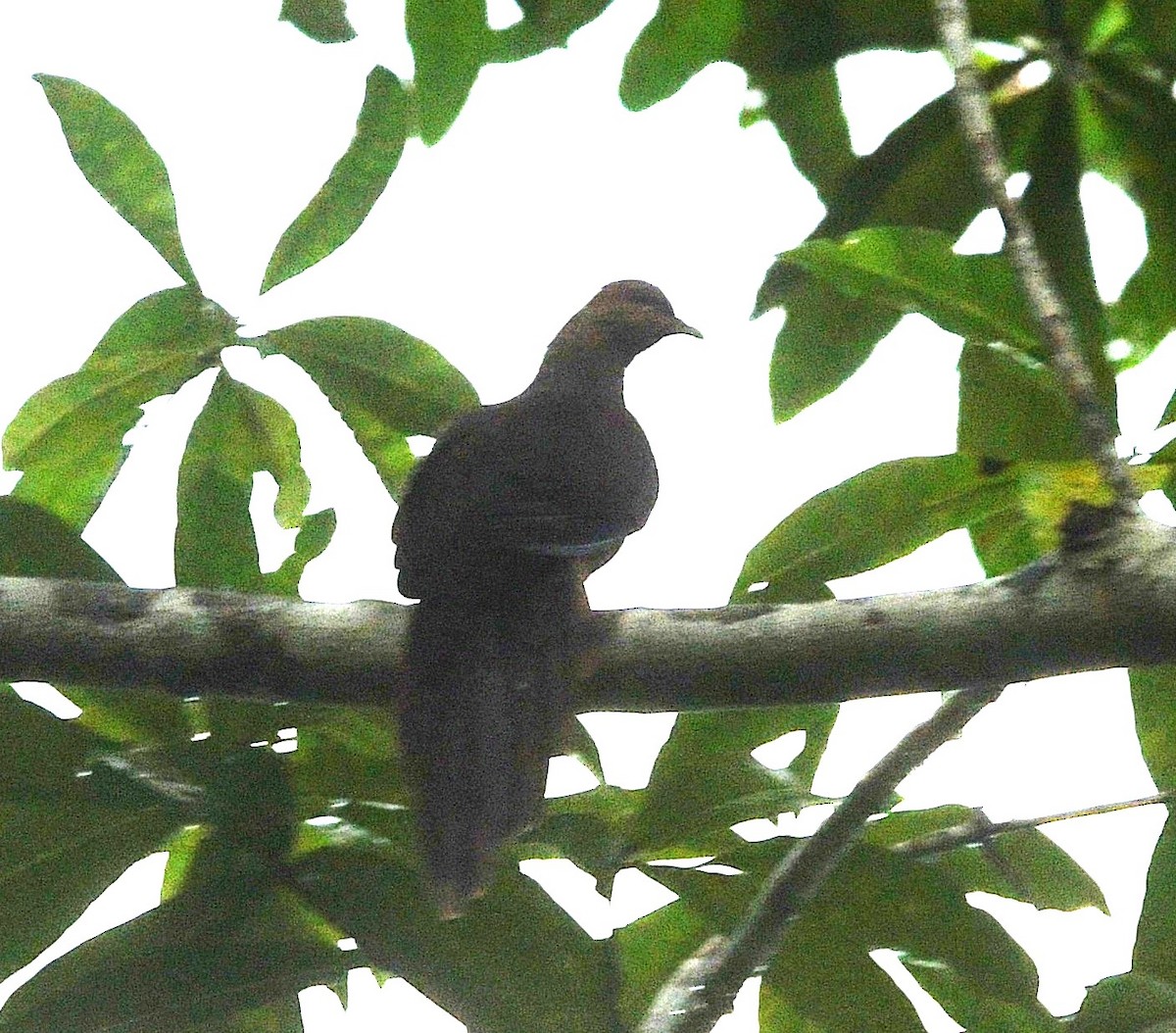 Sultan's Cuckoo-Dove - ML640545275