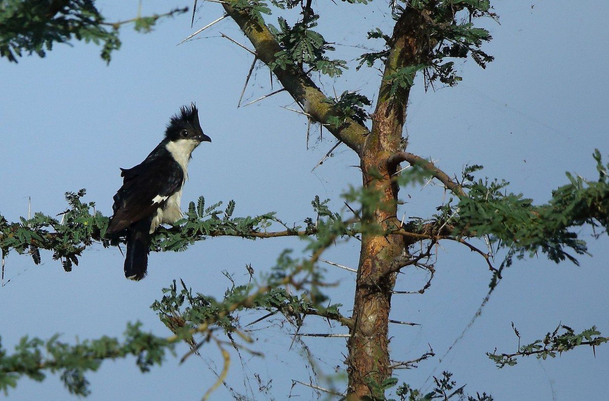 Pied Cuckoo - ML64054531