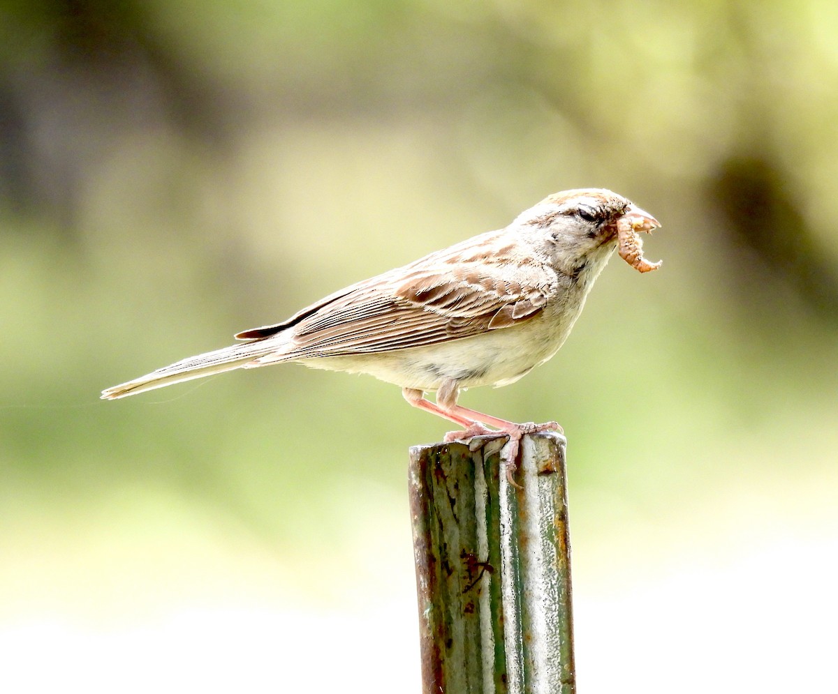Chipping Sparrow - ML640545313