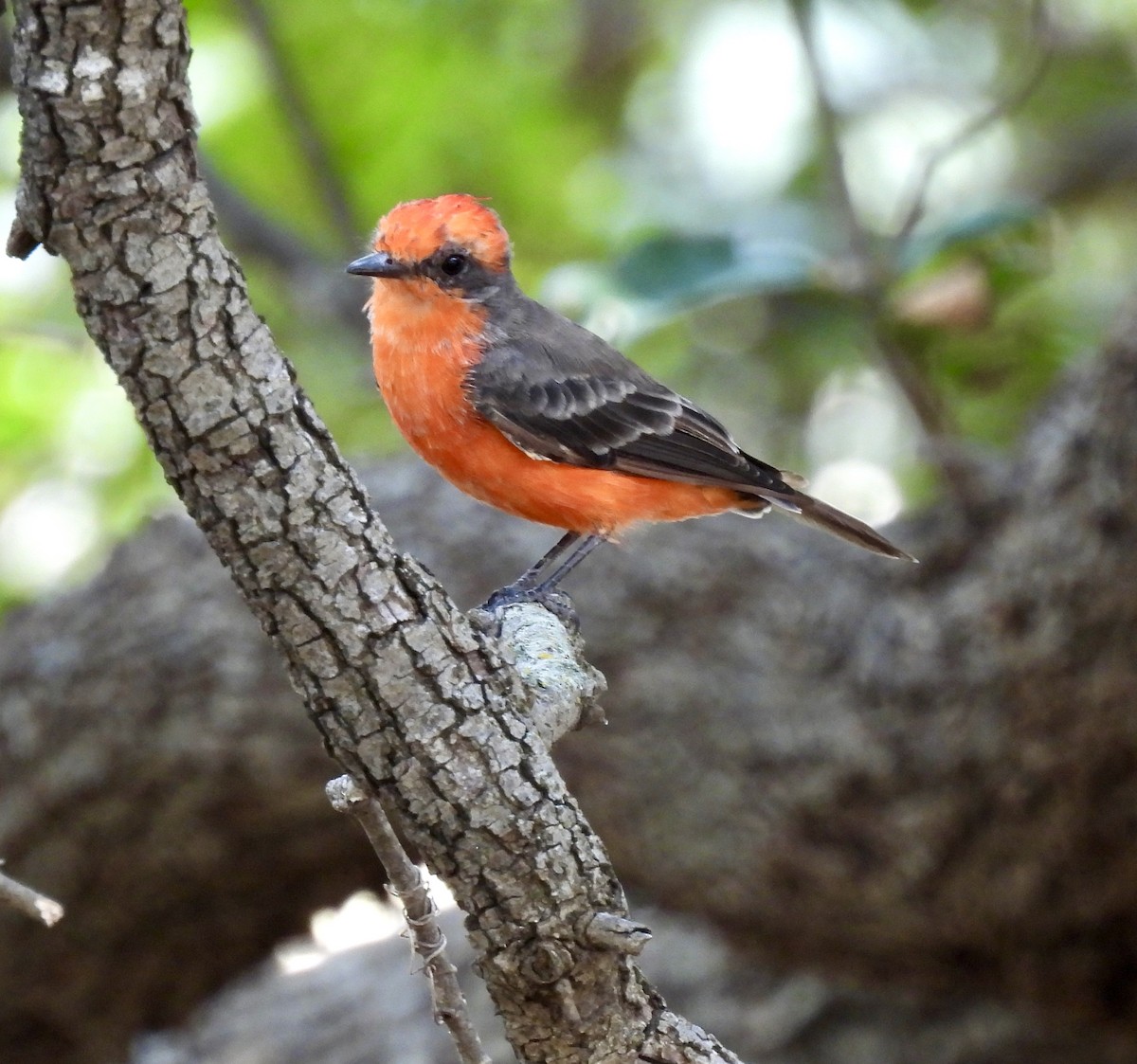 Vermilion Flycatcher - ML640545338