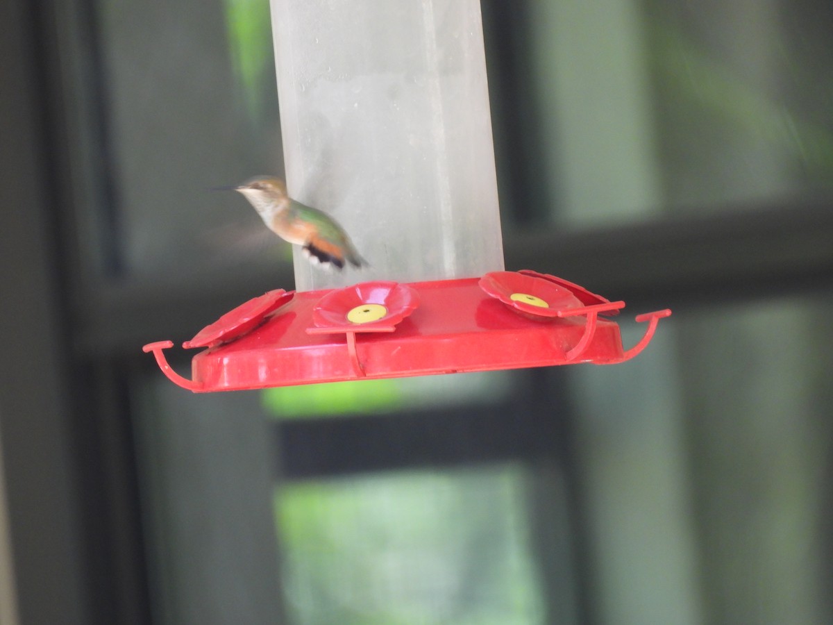 Rufous Hummingbird - ML640545350