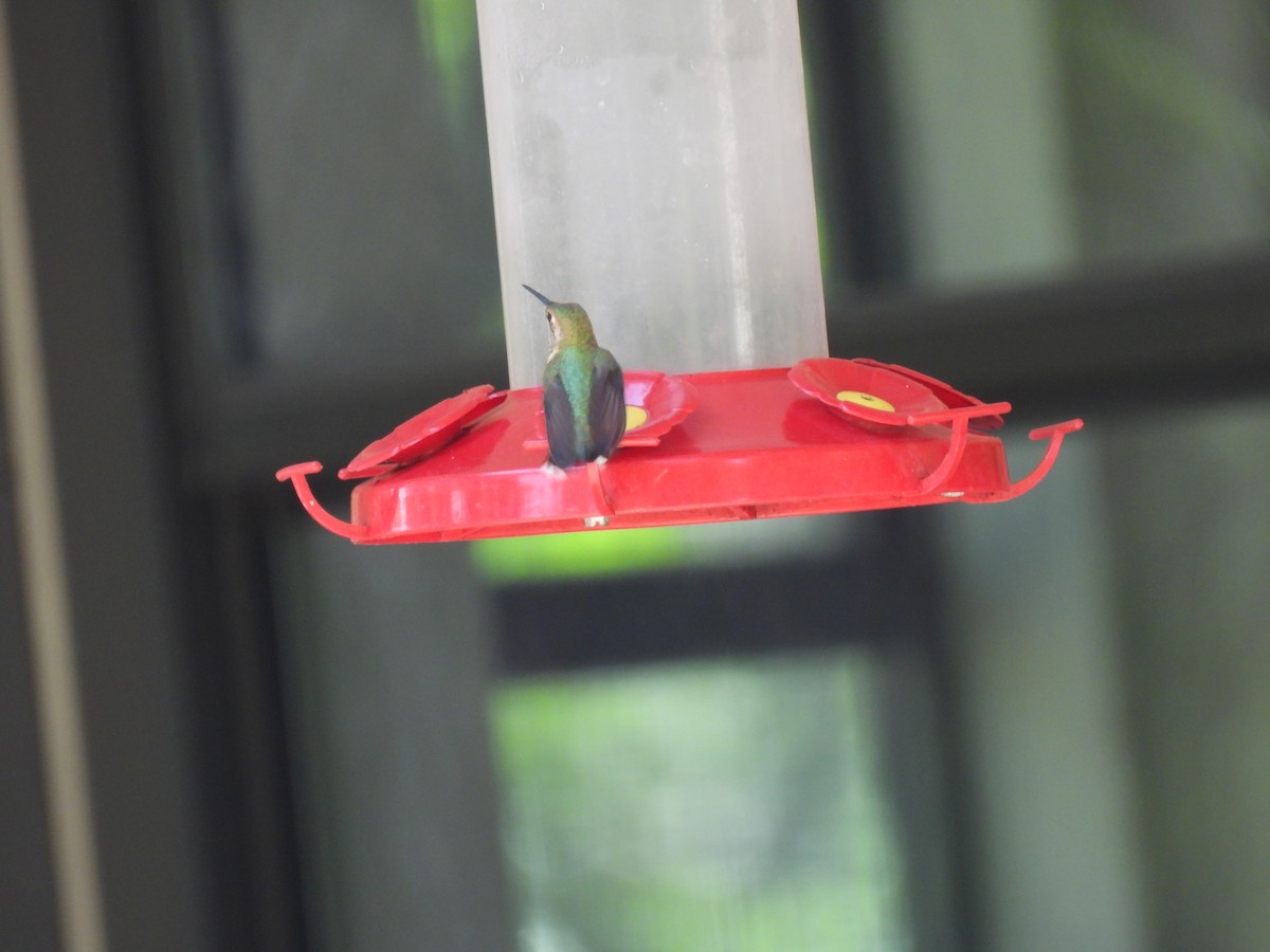 Rufous Hummingbird - ML640545351