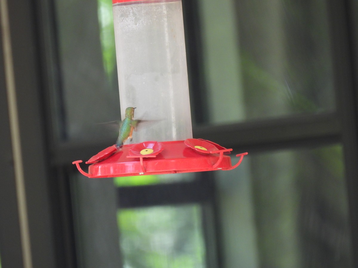 Rufous Hummingbird - ML640545352