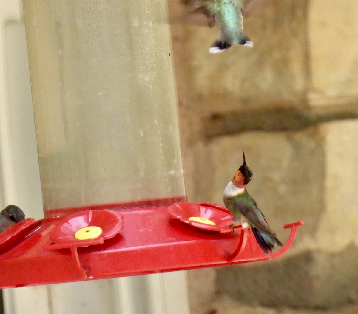 Ruby-throated Hummingbird - ML640545362