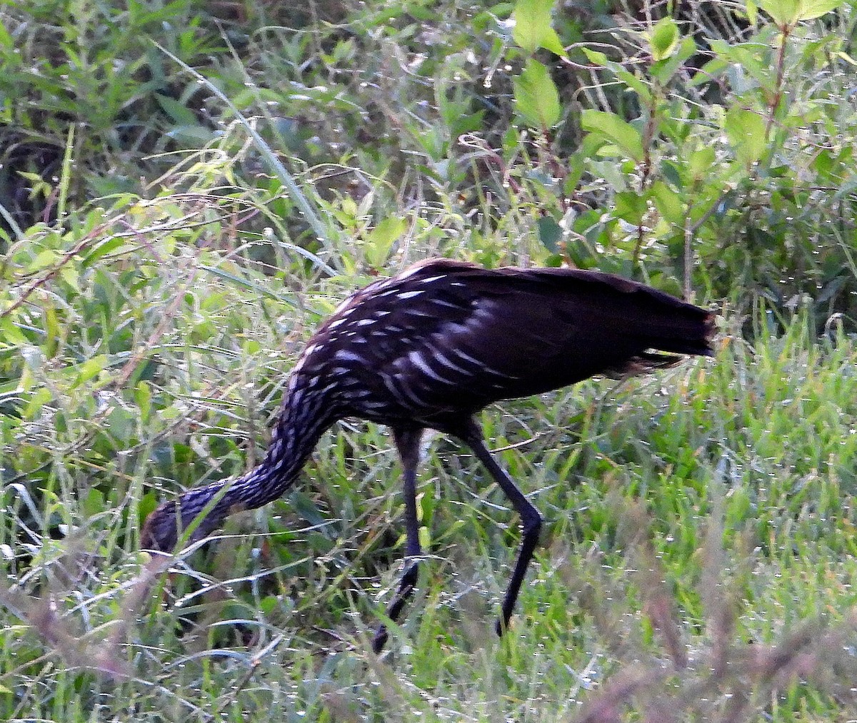 Limpkin - ML640545384