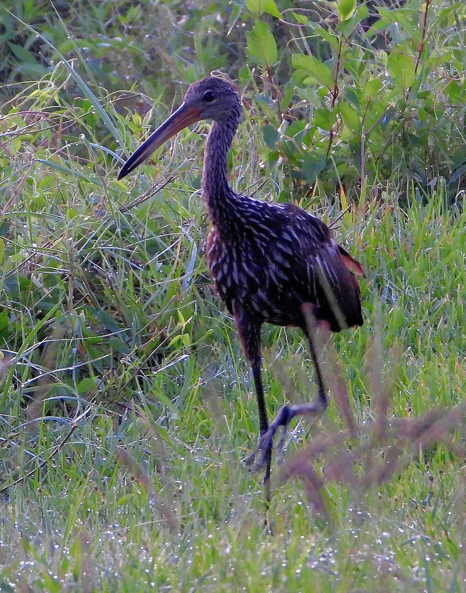 Limpkin - ML640545387
