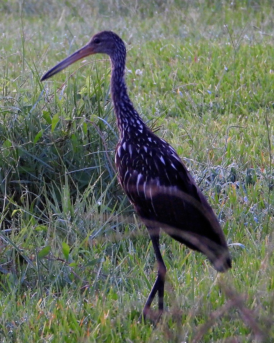 Limpkin - ML640545394