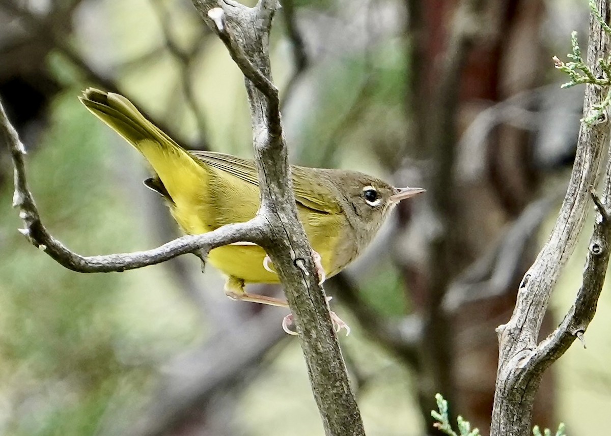 MacGillivray's Warbler - ML640545433