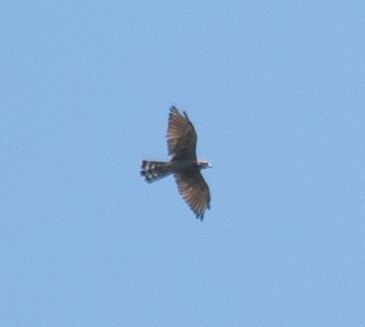 Amurbussard - ML640545468