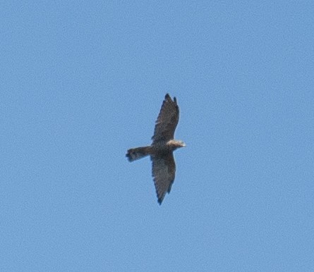 Amurbussard - ML640545469