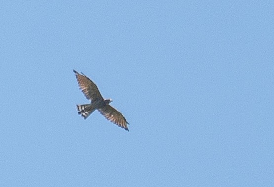 Amurbussard - ML640545470